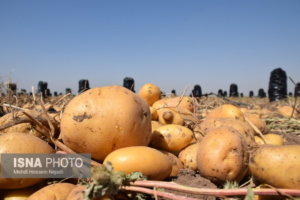 مجوز صادرات ۲۰ هزار تن سیب زمینی تا پایان اردیبهشت ماه صادر شد