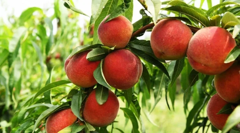 بهترین رقم هلو برای مناطق گرمسیری