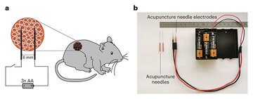 MouseElectrodes.jpg