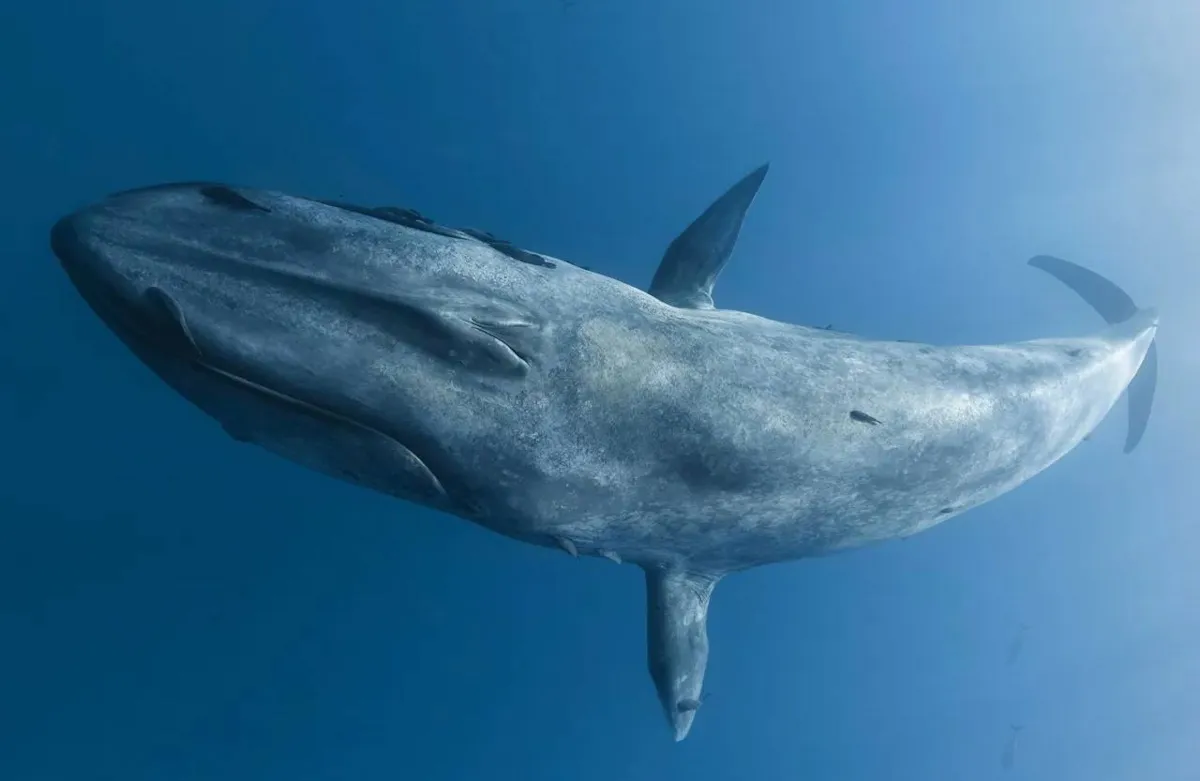 نهنگ آبی کوتوله