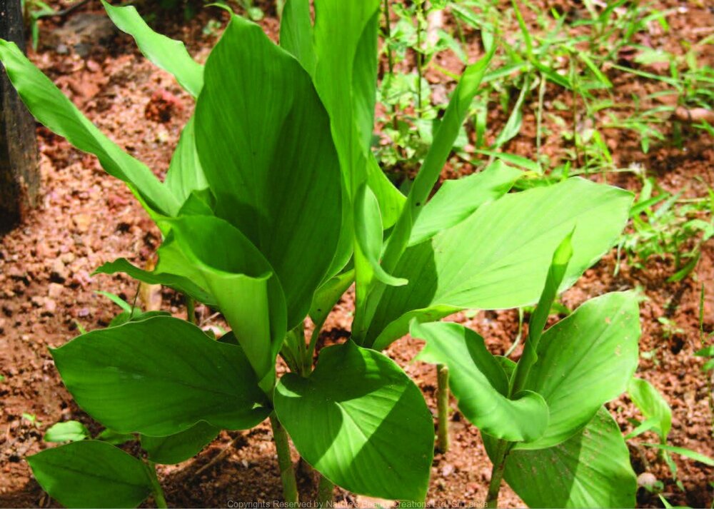 خواص درمانی گیاه زردچوبه از دیدگاه طب سنتی