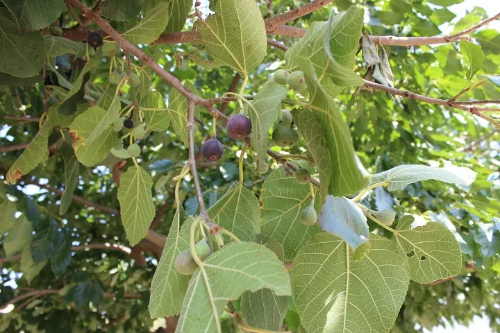 بهترین نهال میوه برای باغچه