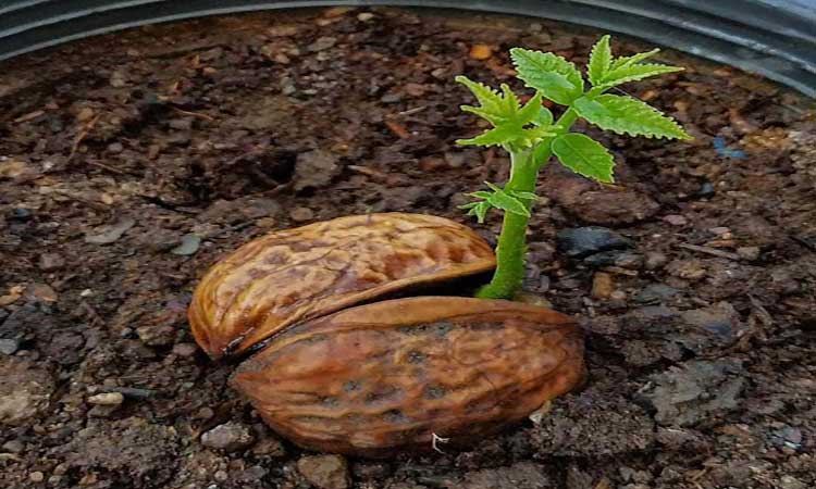 The best time to plant walnut seedlings in cold areas