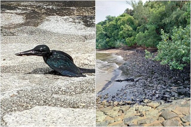 نشت نفت در سواحل سنگاپور و هشدارهای محیط زیستی