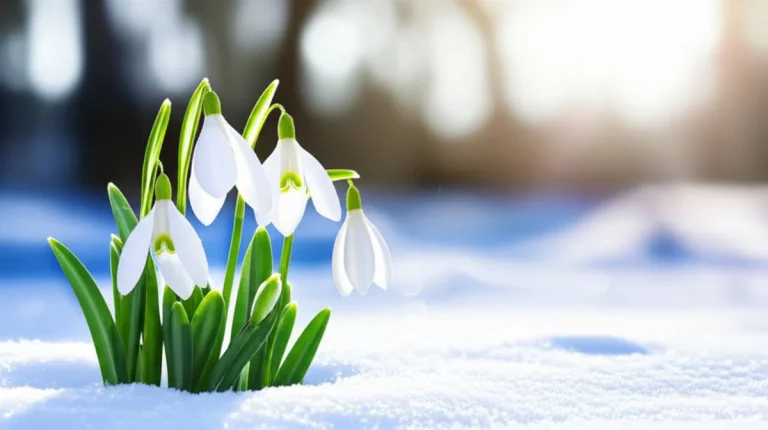 دانه برف (Snowdrop) | راهنمای کامل و جامع