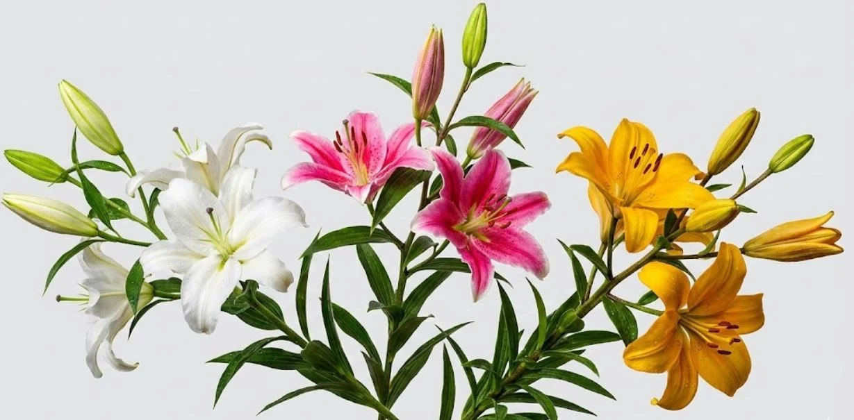 معنا و نمادشناسی رنگ&zwnj;های مختلف در دسته گل لیلیوم